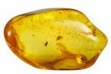 Fossil Fly (Diptera) In Baltic Amber #145477-1